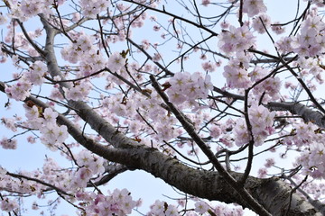 桜の咲くころ