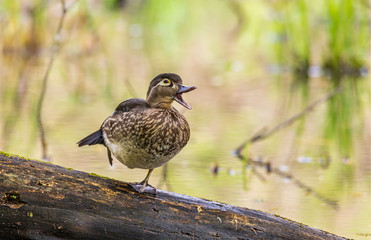 A beautiful female wood duck quacking away in the forest. 