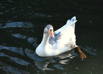 Pato en el lago