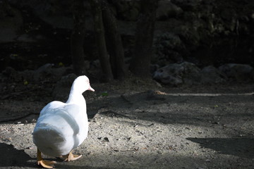 Ave en el bosque