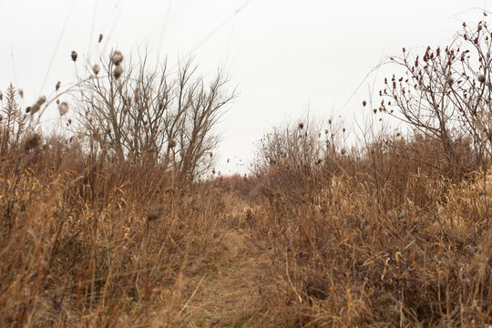 Gold Field 1