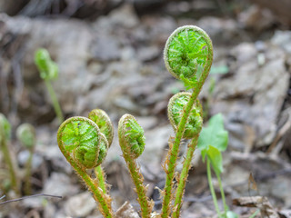 Green shoots of fern in the spring forest