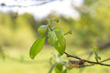 Willow leaves