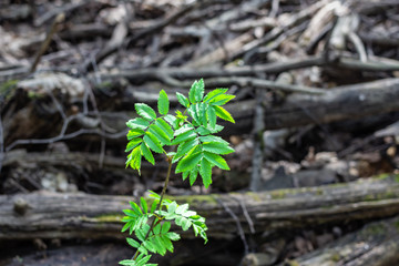 Young green Rowan leaves