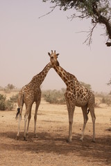 girafe