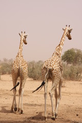 girafe 