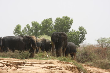Fototapeta premium éléphant Parc W Niger