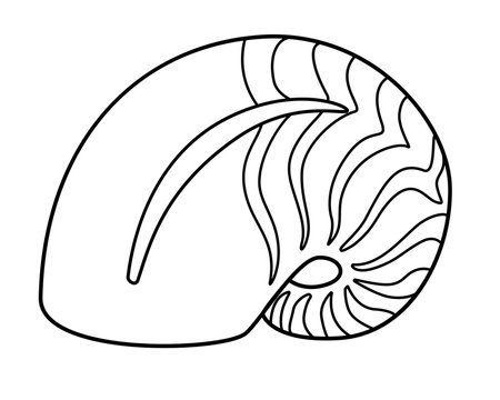 Nautilus - sea animal, mollusk. Nautilus shell Striped shell - linear, vector picture for coloring.