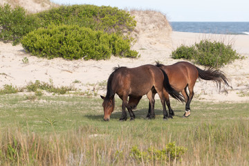 Fototapeta premium Wild Horses on the Northern End of the Outer Banks at Corolla North Carolina
