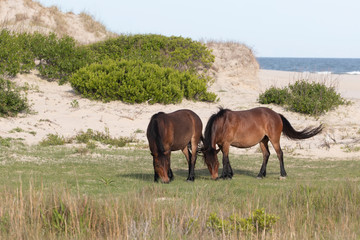 Wild Horses on the Northern End of the Outer Banks at Corolla North Carolina