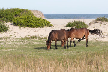 Wild Horses on the Northern End of the Outer Banks at Corolla North Carolina