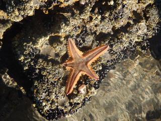 vida de mar