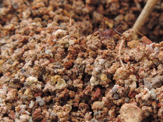 hormiga