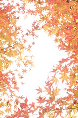 日本の紅葉,紅葉のコピースペース