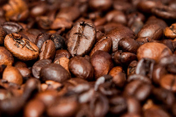 Mixture of different kinds of coffee beans. Coffee Background