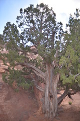 Fototapeta na wymiar Arches National Park, Utah. U.S.A. Beautiful pinyon and juniper pine trees