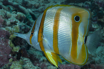Pesce farfalla dal rostro, Chelmon rostratus