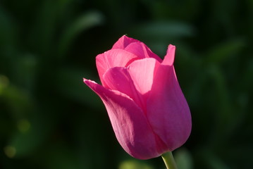 Colorful Tulips in Idaho in Spring