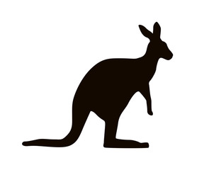 kangaroo illustration isolated on white background
