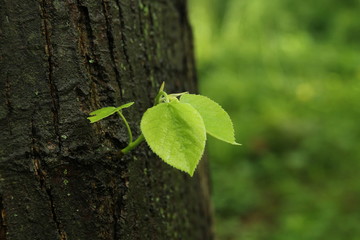 green leaves of a tree
