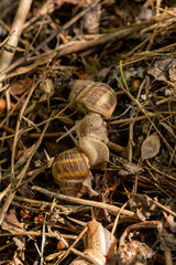 Helix pomatia, Roman - Burgundy snail, escargot, is a species of large, edible, air-breathing land snail, a gastropod terrestrial mollusc in the family Helicidae. Amorous courtship hermaphrodites.