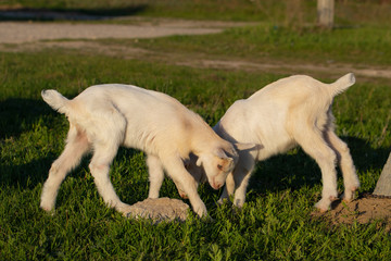 Two little kid goats - white twins having fun. Newborn goats gets acquainted with the outside world. Breeding and growing pets. Childhood goats in the household yard.