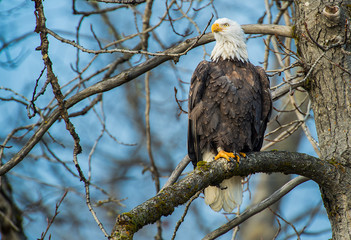 Bald Eagle perched