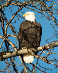 Bald Eagle perched
