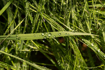 Hay after rain. A lot of water droplets on the grass. The impact of natural phenomena on the flora.