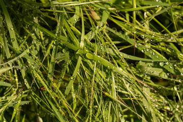 Hay after rain. A lot of water droplets on the grass. The impact of natural phenomena on the flora.