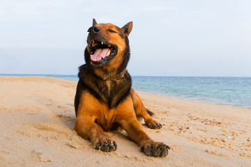 A happy dog  playing at the beach.