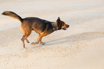 A happy dog  playing at the beach.