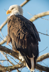 Bald Eagle perched