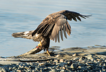 Bald Eagle with Salmon