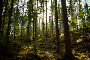 Norwegian woods in spring