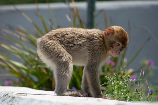 baby macaque