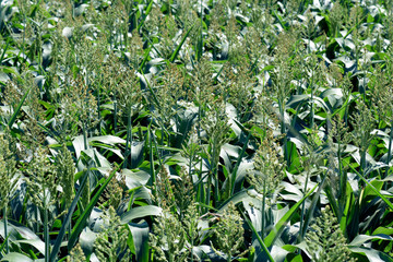 Sorghum plantation