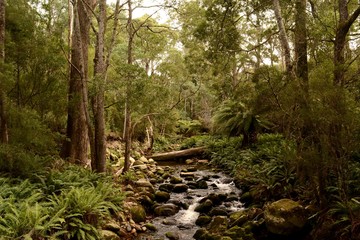 Forêt de Tasmanie