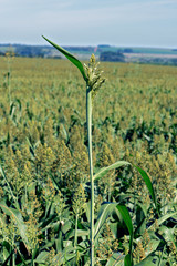 Sorghum plantation