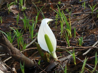 八幡平の水芭蕉