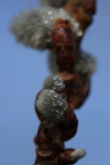 spring time macro