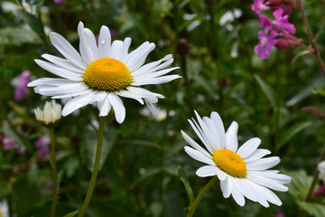 Obraz premium White chamomile flowers with water drops on petals on a sunny day after heavy rain. Close up. Background. Camomoile. Daisy