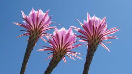 Sky Pink Cactus Flower