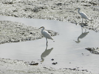 seagulls on the beach