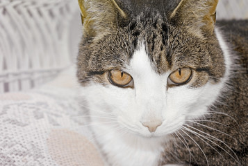 Close up face of a beautiful cat with intense brown eyes