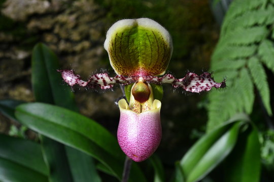 Gorgeous tropical exotic orchid Lady's Slipper flower. Paphiopedilum victoria-regina chamberlainianum liemianum. Venusschuh. Paphia. Close up