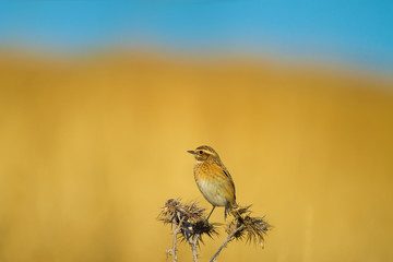 Cute little yellow bird. Bİrd on branch.  Nature background. Common bird: Whinchat .