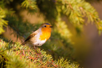 Cute little bird Robin. Green nature background 