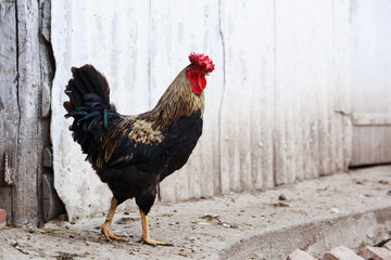 Domestic cock close up