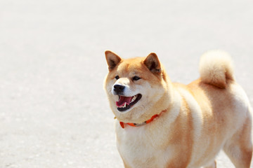 The dog breed Shiba inu